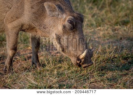 Close Up Of A Warthog Eating.