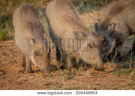 Group Of Warthogs Eating Grass.