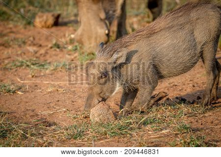Warthog Eating Grass In Pilanesberg.