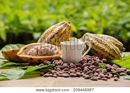 Raw Cocoa Beans And Cocoa Pod On A Wooden Surface