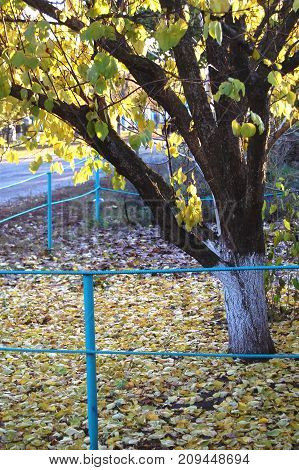 Autumn apricot tree and golden fallen leaves at a rural dooryard. Autumn mood.