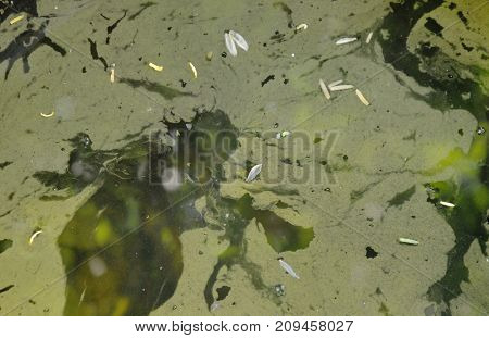 aquatic weed stain floating on water surface in pool