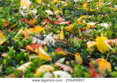 Texture Of Grass And Leaves