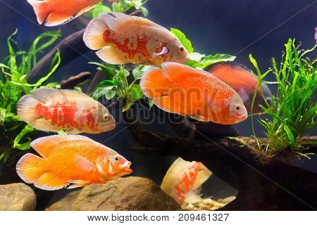 Oscar Fish Many Red Fishes, A Showcase In Beautiful Fish Work