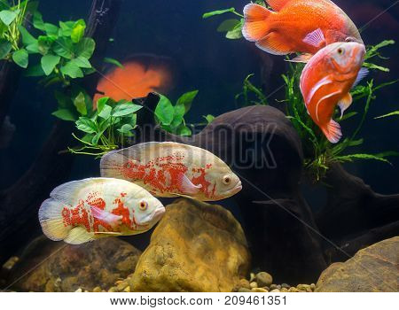 Oscar Fish Many Red Fishes, A Showcase In Beautiful Fish Work