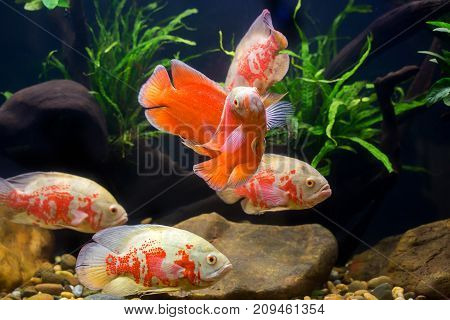 Oscar Fish Many Red Fishes, A Showcase In Beautiful Fish Work
