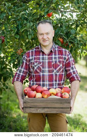 Old Man With Apple In The Apple Orchard