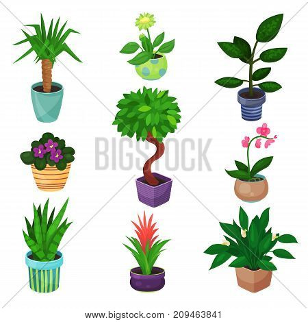 Houseplant set, plants and flowers vector illustrations isolated on a white background