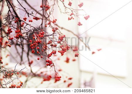 Bright Red Rowan berries on a tree having no leafs autumn