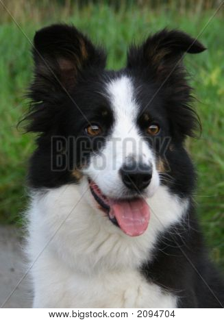 Koira