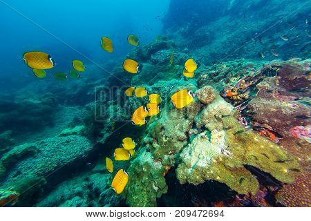 Weible's Butterflyfish (chaetodontidae Weibeli)