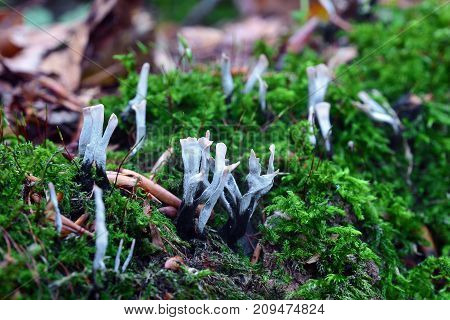 Xylaria hypoxylon fungus on a tree stump