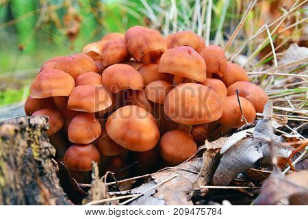 gymnopus (collybia) fusipes mushroom cluster on the ground