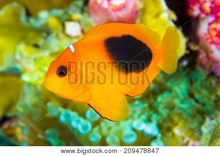 Red Saddleback Anemonefish (amphiprion Ephippium)