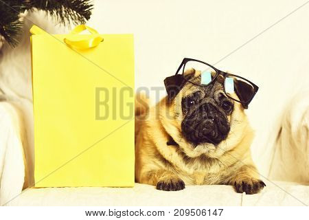 Cute Pug Dog With Glasses And Shopping Package