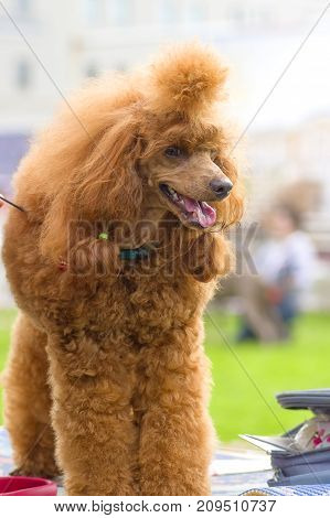 Dog poodle looks at camera, tonsured and combed. Space under the text. 2018 year of the dog in the eastern calendar Concept: parodist dogs, dog friend of man, true friends, rescuers.