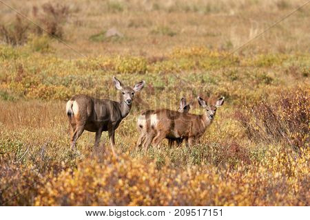 Mountains, Nature, Silverton, Colorado, Fall, Winter, Marmots, Animal
Animal
Deer are enjoying the sun up in  the mountains in Silverton, Colorado