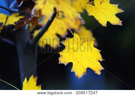 Golden maple leaves close-up on the dark background with colorful glares at the evening. Selective soft focus, bokeh.