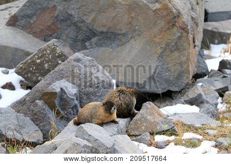 Mountains, Nature, Silverton, Colorado, Fall, Winter, Pica, Animal
Marmot are enjoying the sun up in  the mountains in Silverton, Colorado