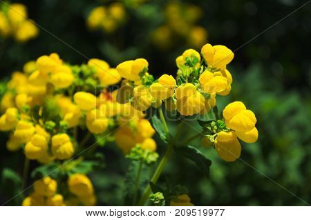 Yellow flower in hd on green-black background.
