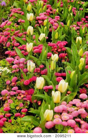 Tulipaner og Daisyes