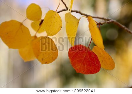Golden leaves of Aspen trees in Silverton, Colorado
