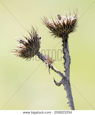 dry thorn in nature . In the park in nature