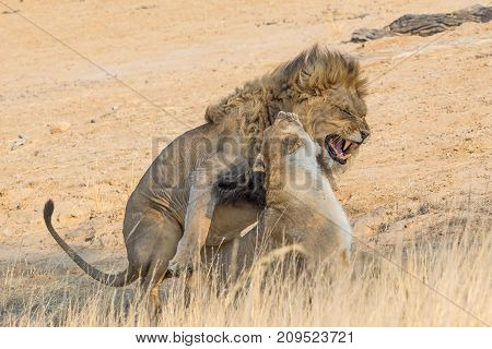 A pair of lions mating in the Kgalagadi Transfrontier Park straddling South Africa and Botswana.