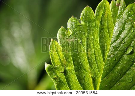 strawberry leaf with rain drops. close-up . In the park in nature