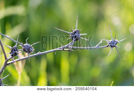 dry thorn in nature . In the park in nature