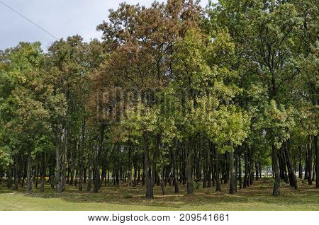 Popular  North park  for rest with autumnal old forest in  Vrabnitsa district, Sofia, Bulgaria