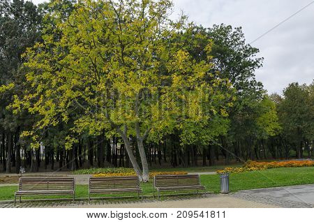 Popular  North park  for rest with autumnal old forest, wooden bench and flower garden in  Vrabnitsa district, Sofia, 

Bulgaria