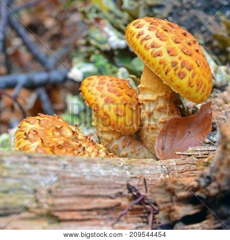 pholiota aurivella mushroom known as the golden scalycap