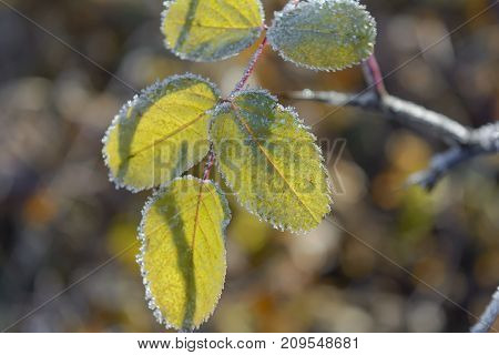 Autumn Autumn Frost first frost Forest Frost Frost On The Leaves Frost On The Plants Frozen Forest Frozen Leaves Frozen Leaves Of Rose Hips Frozen Plant Grove Late Autumn Nature Rose Hips In The Frost Wild Rose Bush