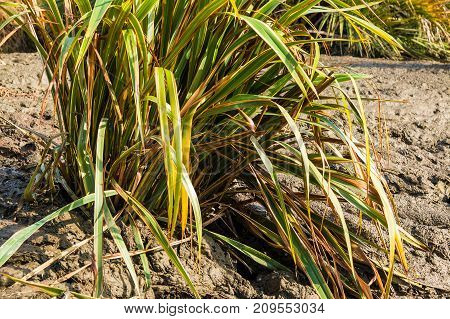 The bush of Phormium tenax variegatum growing in the wet ground in sunny summer day