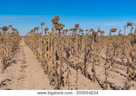 Rows of ripe sunflowers standing like old soldiers rank against blue cloudless sky in central Ukraine