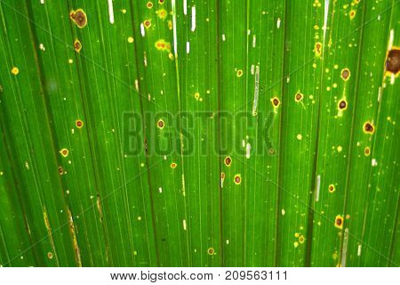 Background Of Old Sugar Palm Leaves Pattern