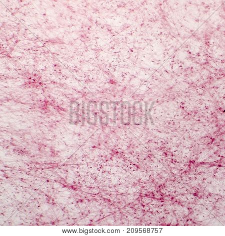 Human loose connective tissue, light photomicrograph, hematoxylin and eosin staining