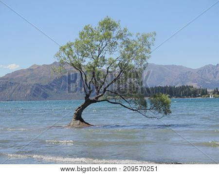 Lonely tree in the water. Lake Wanaka, New Zealand
