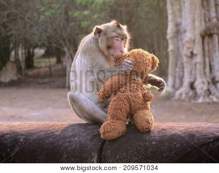 Monkey kissing doll in Siem Reap Temple