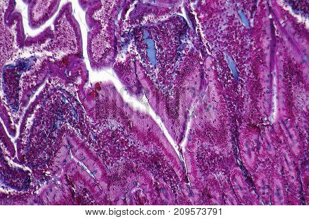 full frame duodenum cross section micrography from a rat