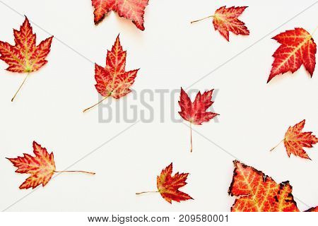 A lot of beautiful autumn colourful leaves on the white table