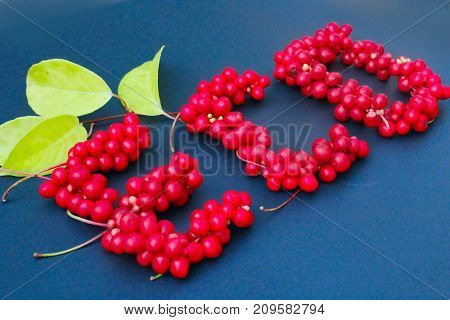 word Eco from red ripe berries of schisandra on the dark blue background. Healthful schisandra. berries at an angle