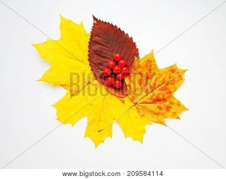 Dry autumn leaves and Rowan berries on white background