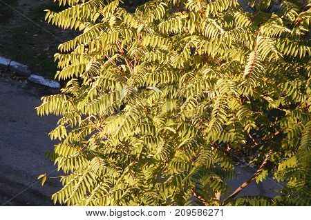 Autumn Crown Of Ailanthus Tree, Top View