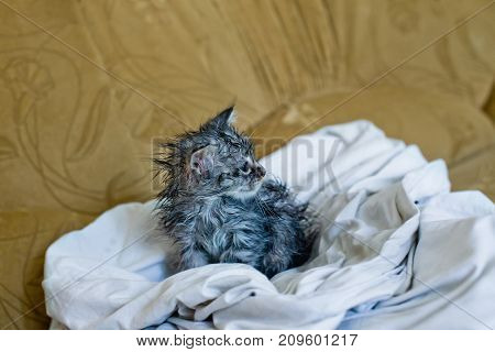 Wet soggy scared kitten after bath. Animal hygiene. Destruction of parasites. Treatment from fleas.