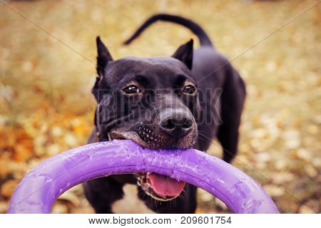 Cute American pit bull terrier dog with puller toy in teeth in the autumn park. Young playful dog pulls toy.