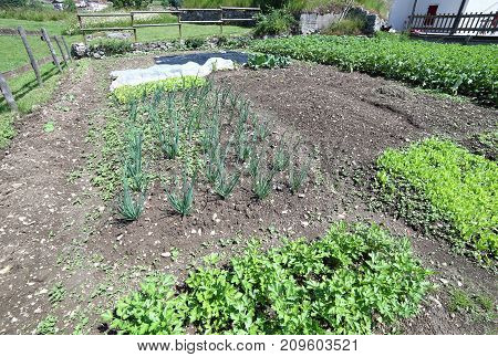 Potato And Chives And Other Vegetables In The Garden In June In