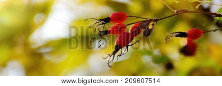 Autumn colours background. Rose hips on a dog rose. Wild briar red berries brunch on golden leaves Bokeh background. Web banner.