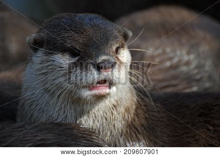 Close up portrait of an otter with its mouth open